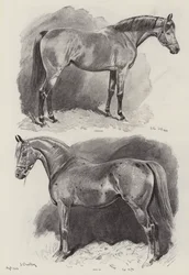 The Career of a Racehorse
